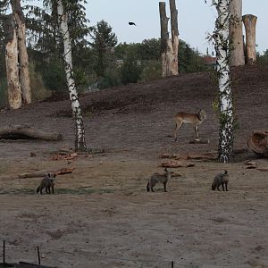 Bat-eared Foxes in Elephant Enclosure