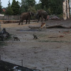 Bat-eared Foxes in Elephant Enclosure