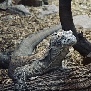 Komodo Dragon - September 2020