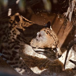 Ocelot - September 2020