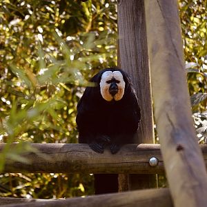 White Faced Saki - September 2020