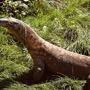 Komodo Dragon - September 2020