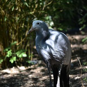 Blue Crane - September 2020