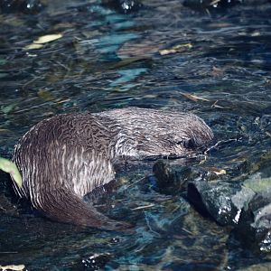 Asian Short Clawed Otter - September 2020