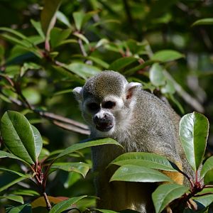 Guianan Squirrel Monkey - September 2020