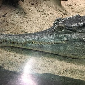 Central or West African Slender-Snouted Crocodile?