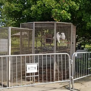 Brights Zoo - Umbrella Cockatoos