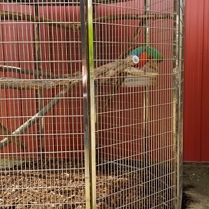 Brights Zoo - "Harlequin Macaw" hybrid, Green-winged x Blue and Gold
