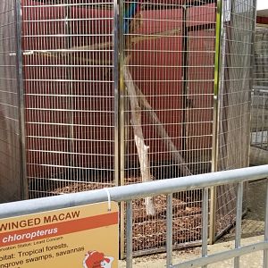 Brights Zoo - Green-winged Macaw