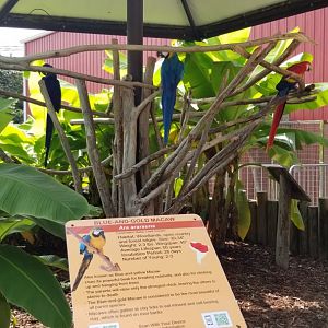 Brights Zoo - Hyacinth, Blue and Gold, Scarlet Macaws