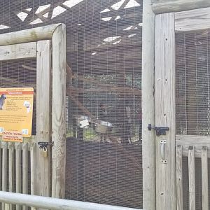 Brights Zoo - African Grey Parrot area, in front of Lorikeets