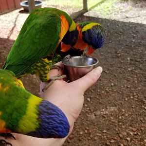 Brights Zoo - Lorikeet feeding