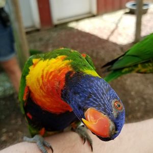 Brights Zoo - Lorikeet
