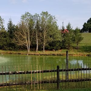 Brights Zoo - Baird's Tapir exhibit, center, with capybara on far side