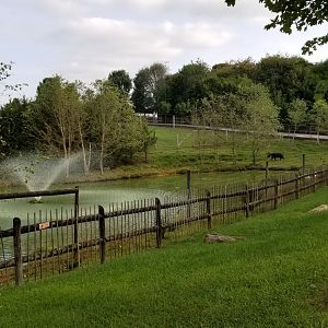 Brights Zoo - Baird's Tapir
