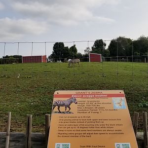 Brights Zoo - Grant's Zebra