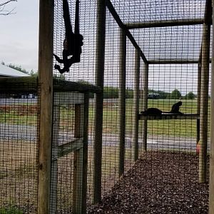 Brights Zoo - Black-handed Spider Monkeys