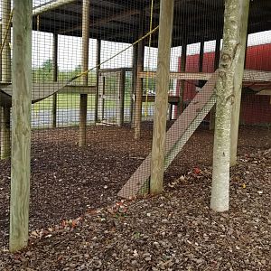 Brights Zoo - Black-handed Spider Monkey exhibit