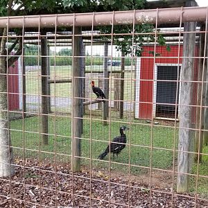 Brights Zoo - Southern Ground Hornbills