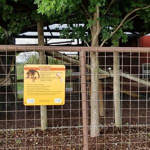 Brights Zoo - White-nosed Coati