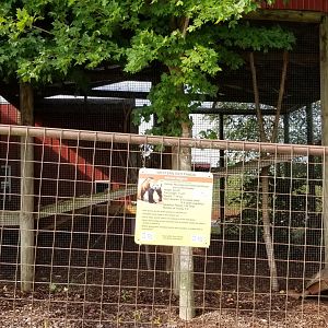 Brights Zoo - Western Red Panda