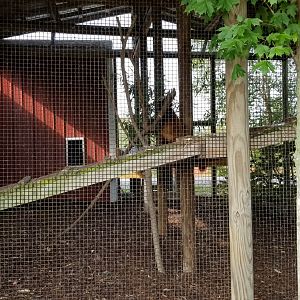 Brights Zoo - Western Red Panda