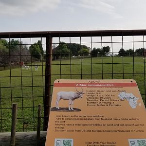 Brights Zoo - Addax yard