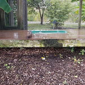 Brights Zoo - Small-clawed Otter playing