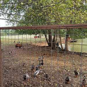 Brights Zoo - Sitatunga, capybara exhibit with large pond