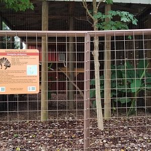 Brights Zoo - Banded Palm Civet exhibit