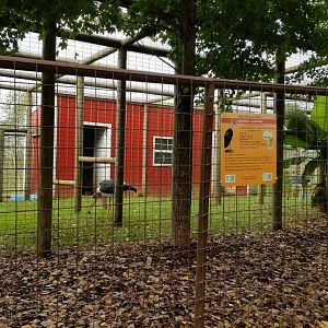 Brights Zoo - Marabou Storks