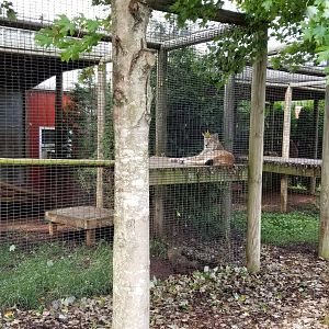 Brights Zoo - Eurasian Lynx