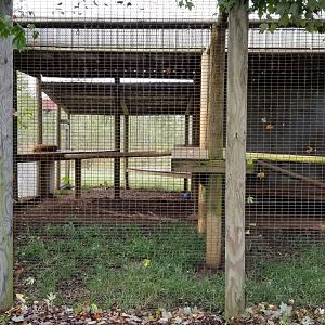 Brights Zoo - Eurasian Lynx