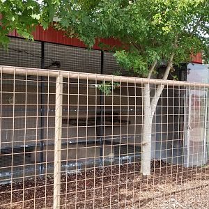 Brights Zoo - Tayra exhibit