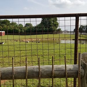 Brights Zoo - Duck and geese species in Oryx yard