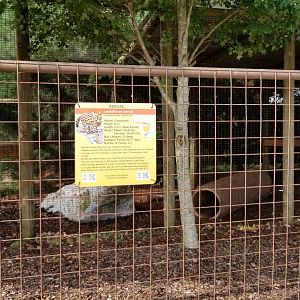 Brights Zoo - Serval yard 1