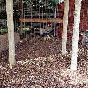 Brights Zoo - Servals