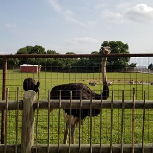 Brights Zoo - Ostriches