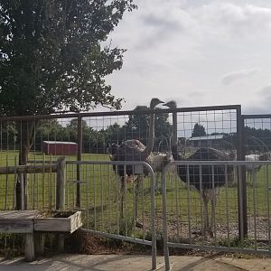 Brights Zoo - Ostriches again. They followed me all around