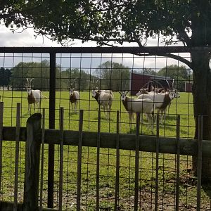 Brights Zoo - Scimitar-horned Oryx