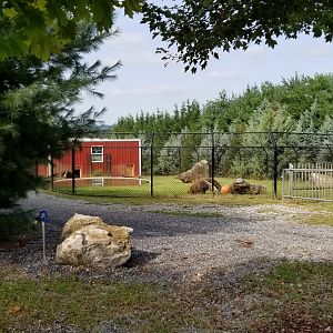 Brights Zoo - Giant Anteater yard