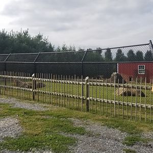 Brights Zoo - Giant Anteater yard