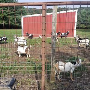 Brights Zoo - Nigerian dwarf goats