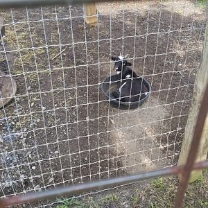 Brights Zoo - Bucket goat