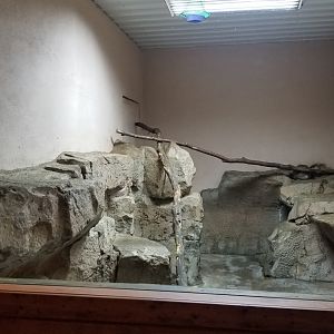 Brights Zoo - SA Building, Southern Tamandua