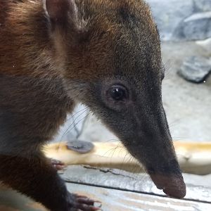 Brights Zoo - SA Building, South American Coati