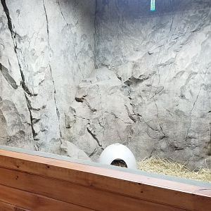 Brights Zoo - SA Building, Lowland Paca exhibit