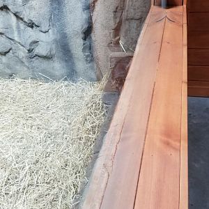 Brights Zoo - SA Building, Lowland Paca, sort of