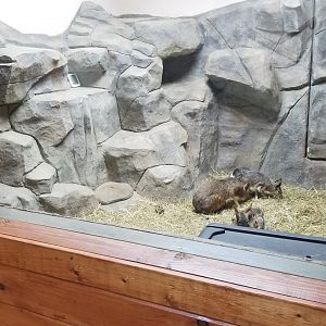 Brights Zoo - SA Building, Patagonian Mara