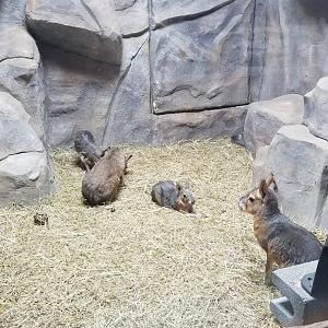 Brights Zoo - SA Building, Patagonian Mara, 2 babies